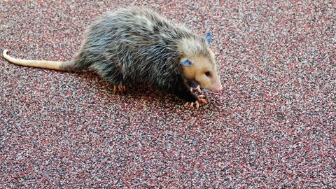 image of Opossum on Turf
